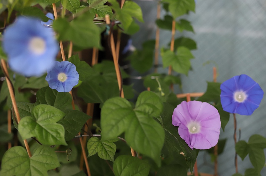 f:id:bad:20170818101930j:plain