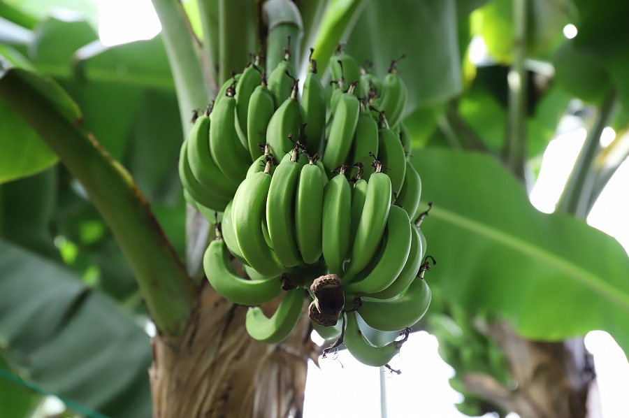 f:id:bad:20171003143356j:plain