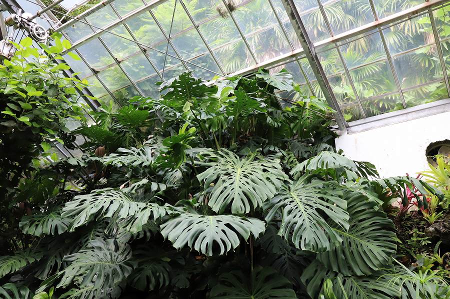 f:id:bad:20171003161322j:plain