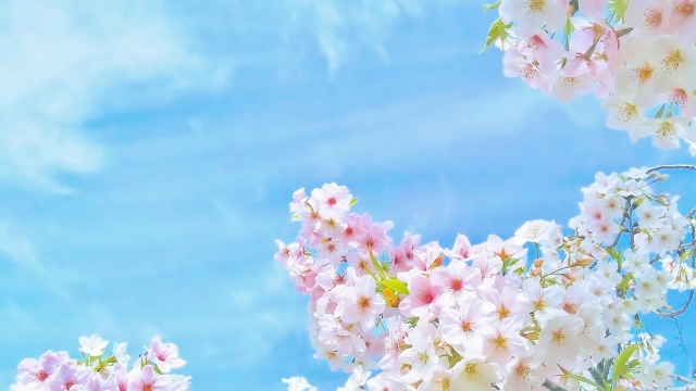 桜蔭とは 一般の人気 最新記事を集めました はてな
