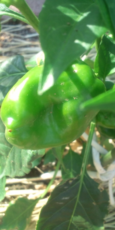 20100605155249