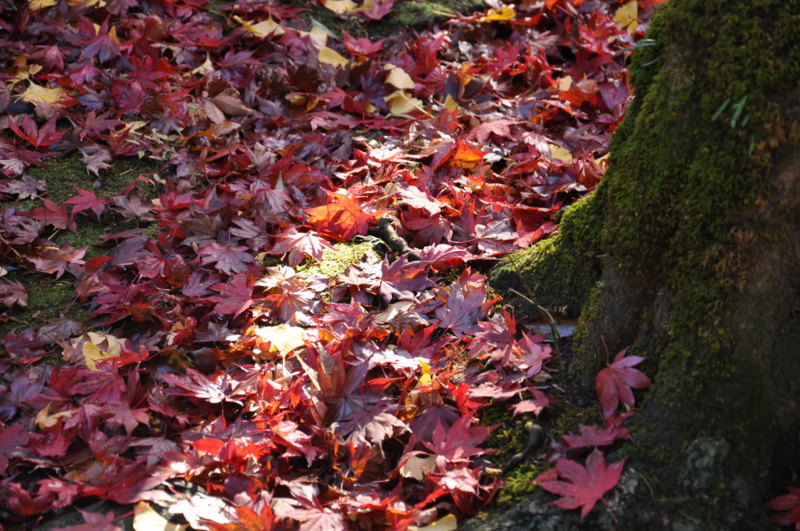 f:id:baikamo77:20111126142645j:image:w360