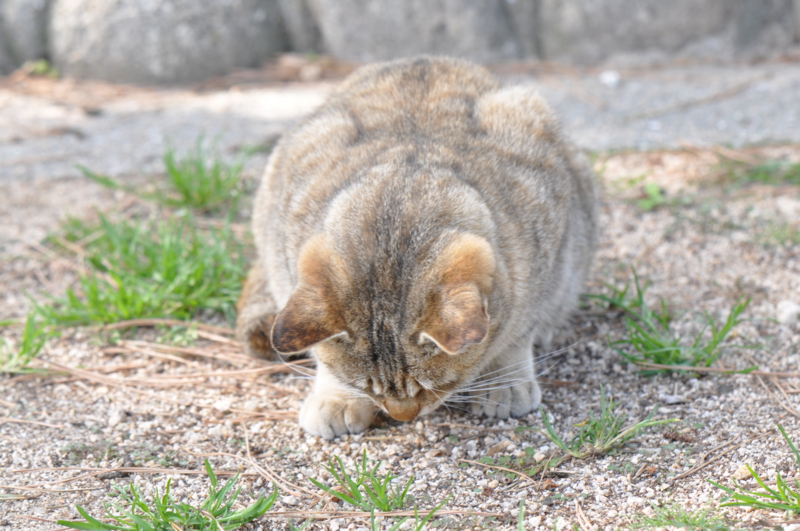 f:id:baikamo77:20130323144436j:image:w360