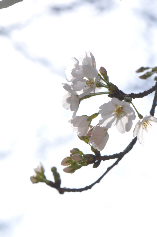 f:id:baikamo77:20130323145050j:image:w360