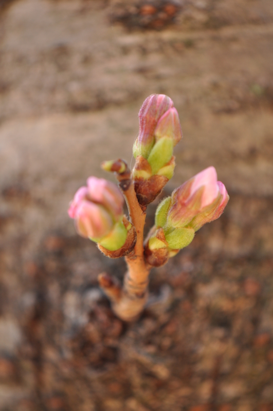 f:id:baikamo77:20130323145619j:image:w360