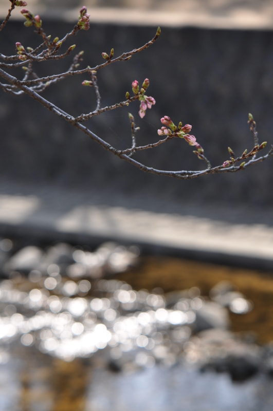 f:id:baikamo77:20130323150333j:image:w360