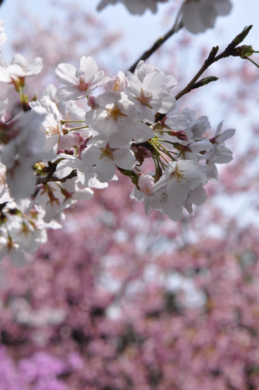 f:id:baikamo77:20130330130848j:image:w360
