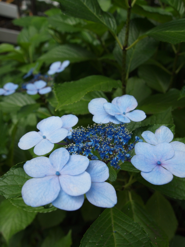 f:id:baikamo77:20130629162457j:image:w360
