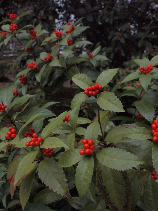 f:id:baikamo77:20140123133935j:image:w360