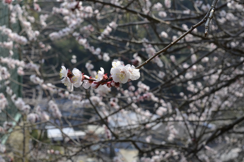 f:id:baikamo77:20140315115030j:image:w360