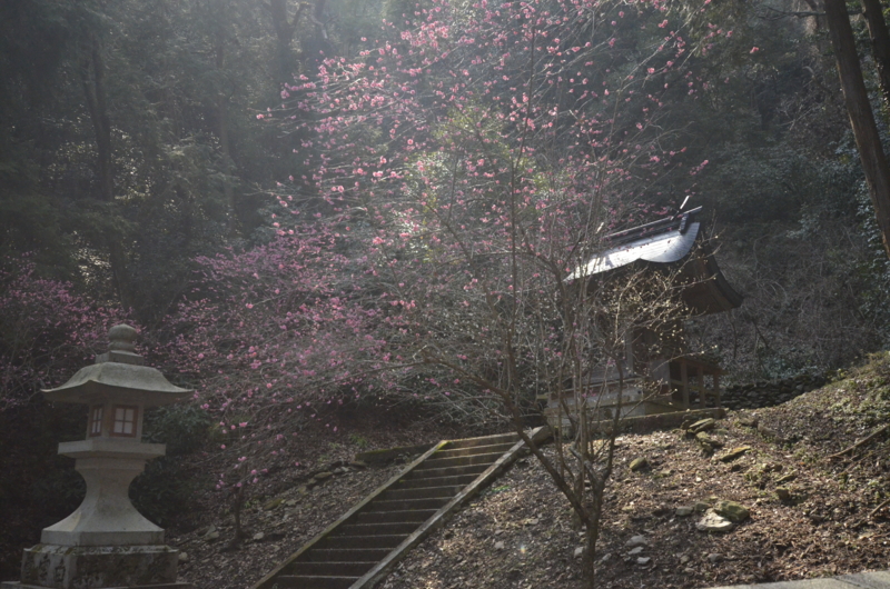 f:id:baikamo77:20140315132107j:image:w360