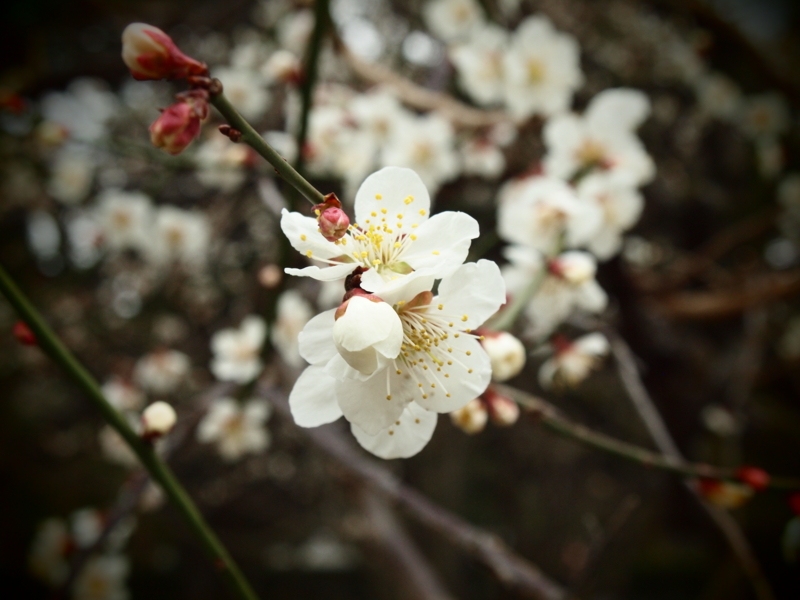 f:id:baikamo77:20140318120034j:image:w360