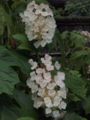 f:id:baikamo77:20140618125917j:image:medium