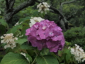 f:id:baikamo77:20140618125951j:image:medium