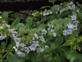 f:id:baikamo77:20140618130205j:image:medium