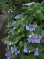 f:id:baikamo77:20140618130425j:image:medium