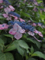 f:id:baikamo77:20140618134459j:image:medium