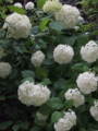 f:id:baikamo77:20140618134558j:image:medium