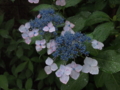 f:id:baikamo77:20140618134622j:image:medium