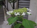 f:id:baikamo77:20140618181645j:image:medium