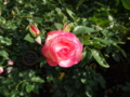 f:id:baikamo77:20141129142602j:image:medium