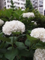f:id:baikamo77:20150611144935j:image:medium