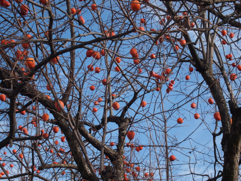 f:id:baikamo77:20151206095420j:image:w360