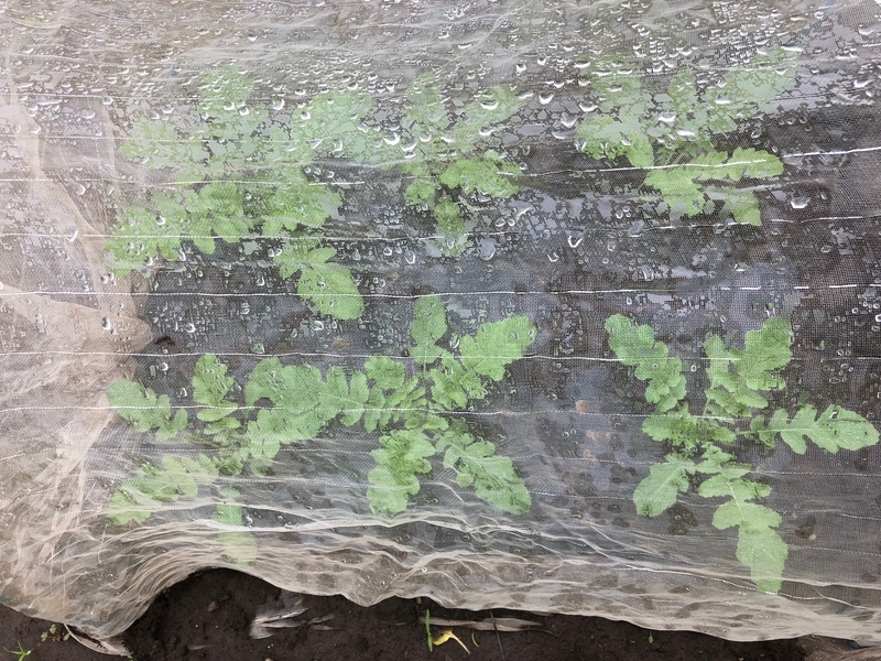 f:id:baikamo77:20180930104859j:image:w360