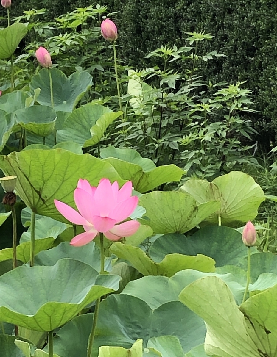 f:id:baikamo77:20190706125238j:plain