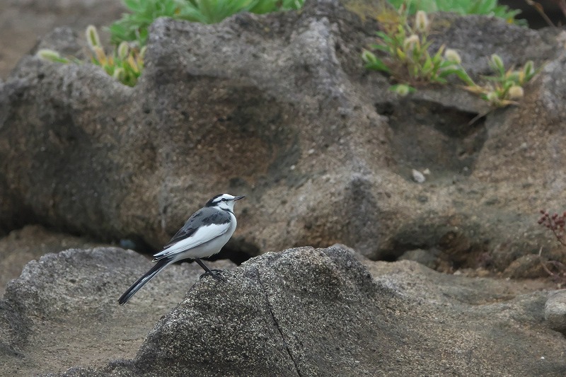 f:id:bajabaja:20190922075402j:plain