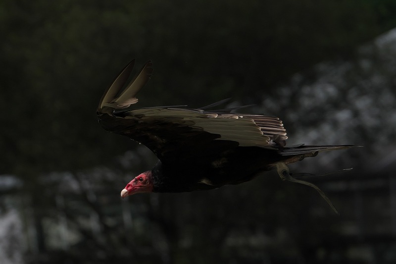 f:id:bajabaja:20191005183107j:plain