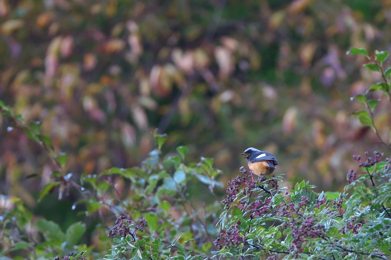 f:id:bajabaja:20191114060302j:plain