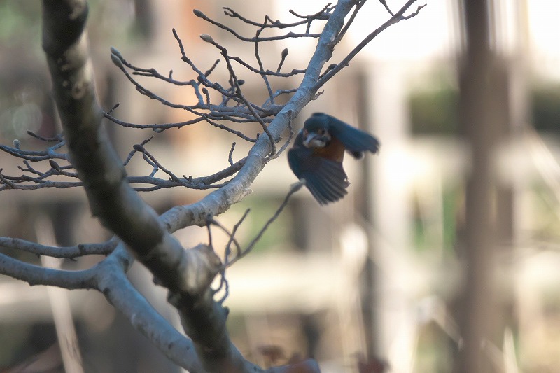 f:id:bajabaja:20191225005217j:plain