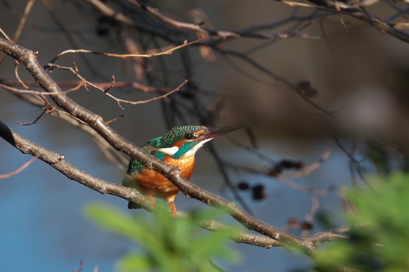 f:id:bajabaja:20200104172602j:plain