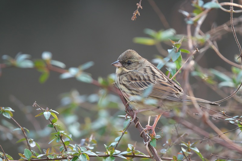 f:id:bajabaja:20200207175021j:plain