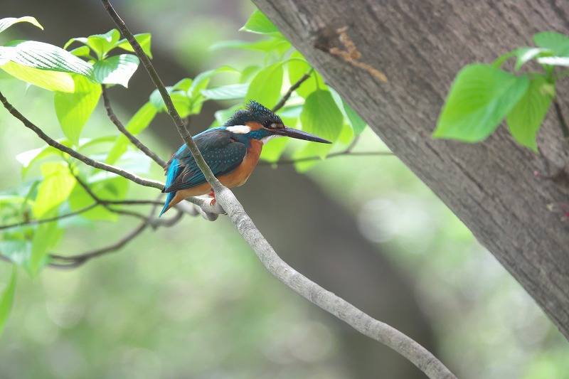 f:id:bajabaja:20200418085326j:plain