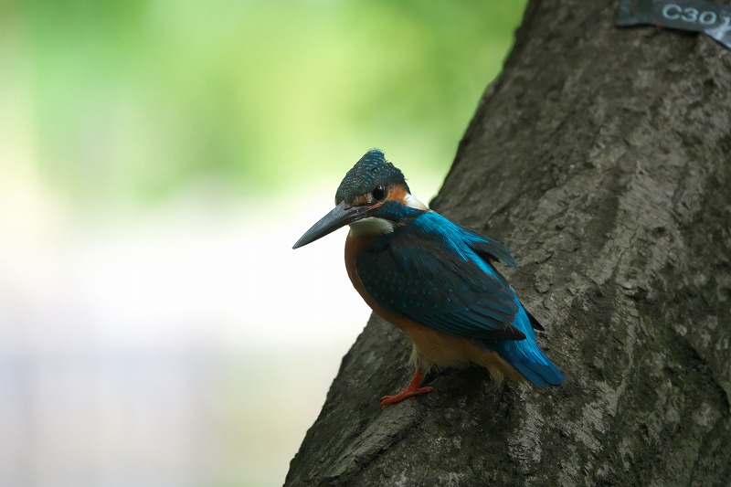 f:id:bajabaja:20200418085421j:plain