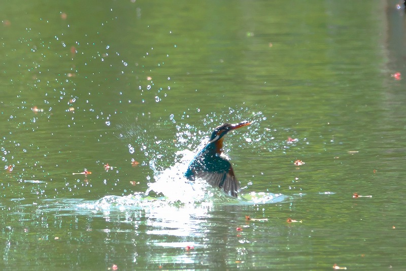 f:id:bajabaja:20200420094037j:plain