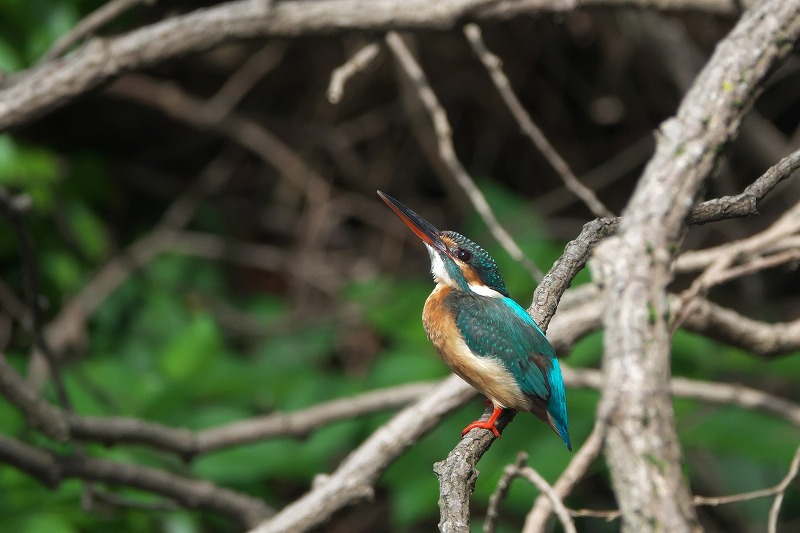 f:id:bajabaja:20200718200928j:plain