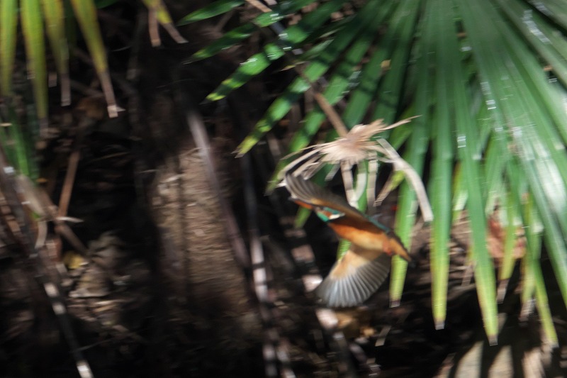 f:id:bajabaja:20201112081101j:plain