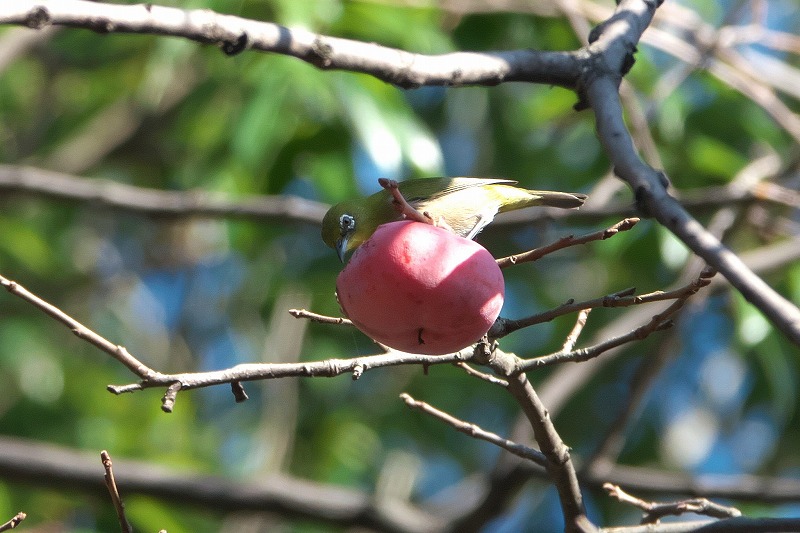 f:id:bajabaja:20201114113648j:plain