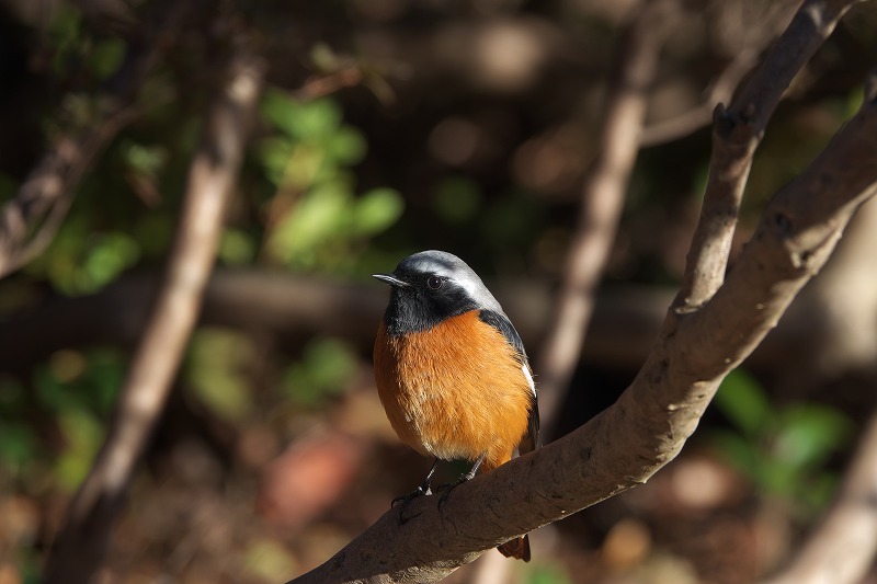 f:id:bajabaja:20210110164815j:plain