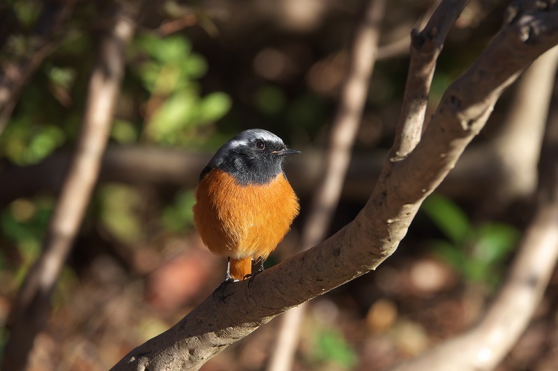 f:id:bajabaja:20210110164927j:plain