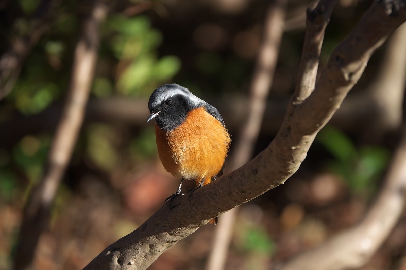 f:id:bajabaja:20210110165009j:plain