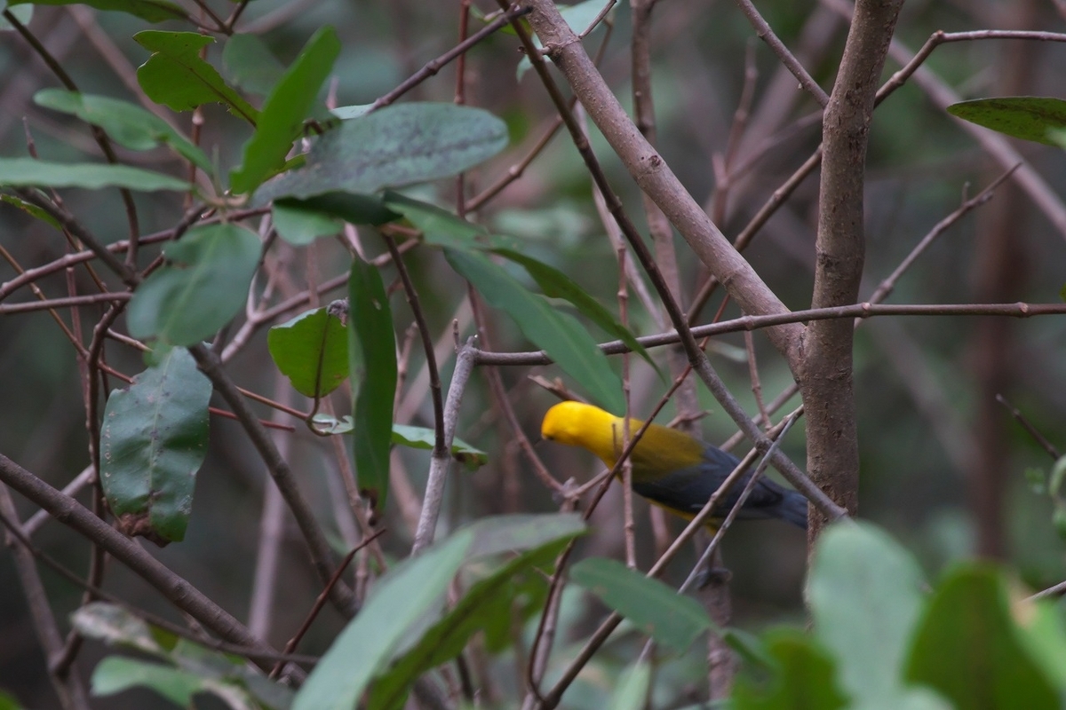 オウゴンアメリカムシクイ 鳥の写真、ほか。