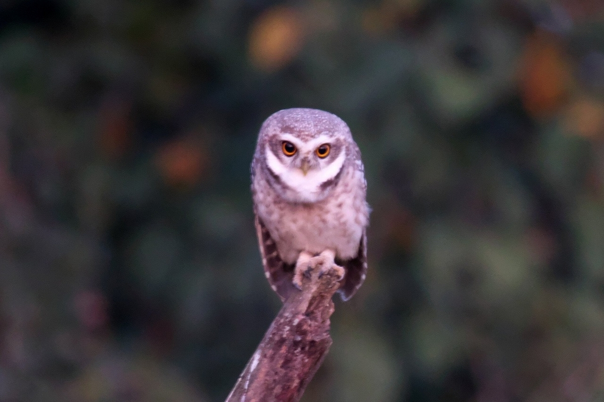 インドコキンメフクロウ Spotted Owlet - 鳥の写真、ほか。