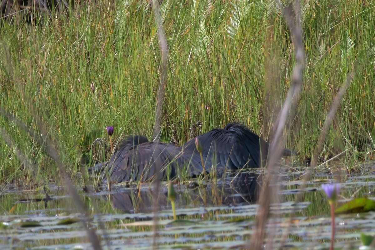 Black Heron クロコサギ - 鳥の写真、ほか。