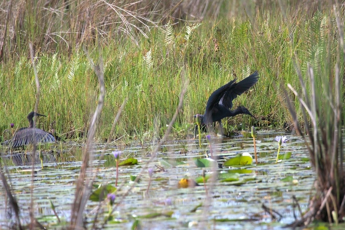 Black Heron クロコサギ - 鳥の写真、ほか。