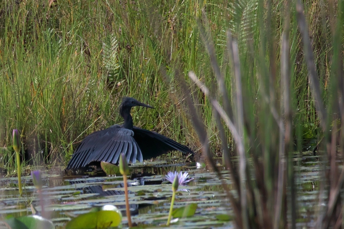 Black Heron クロコサギ - 鳥の写真、ほか。