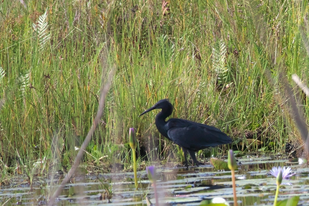 Black Heron クロコサギ - 鳥の写真、ほか。